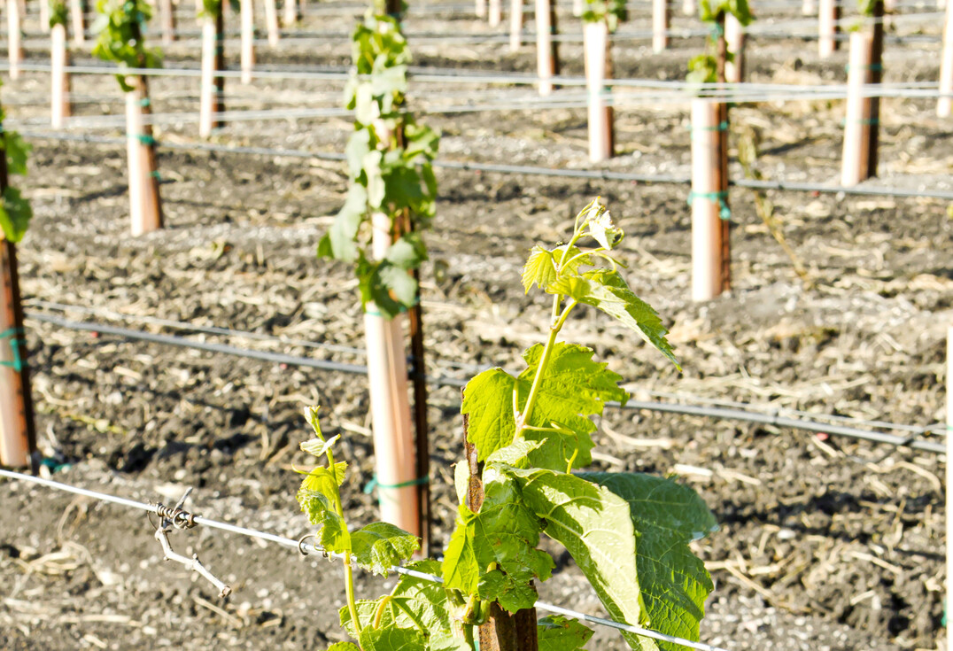 Das verl�ngerte Pflanzrecht l�sst Weinbaubetrieben mehr wirtschaftlichen Spielraum.