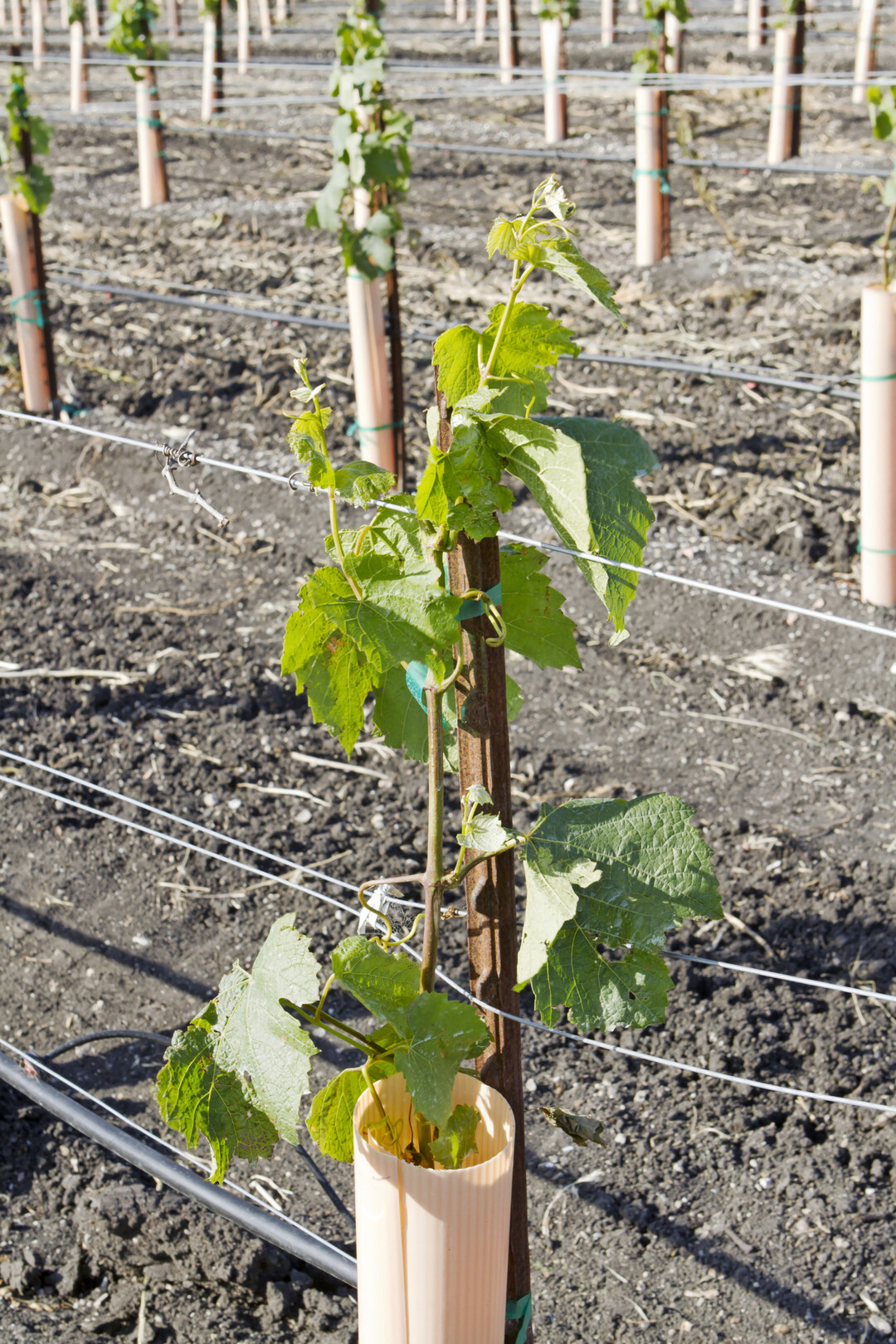 Das verl�ngerte Pflanzrecht l�sst Weinbaubetrieben mehr wirtschaftlichen Spielraum.