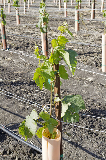 Das verl�ngerte Pflanzrecht l�sst Weinbaubetrieben mehr wirtschaftlichen Spielraum.