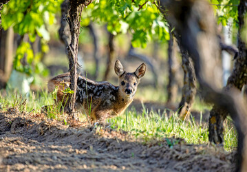 Bambi auf Abwegen: Wildtiere richten vor allem in Jungfeldern großen Schaden an.