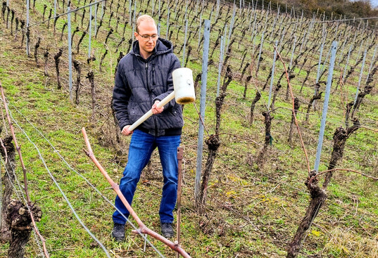 Bodenprobenahme im Weinberg.