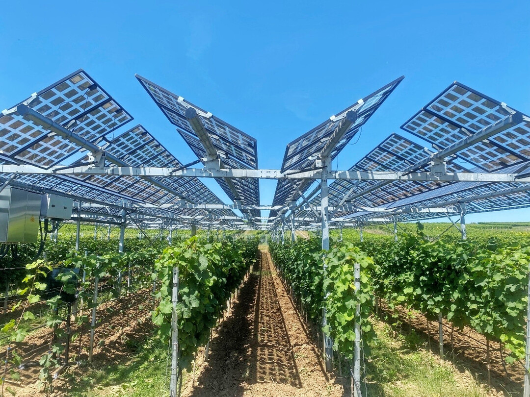 An der Hochschule Geisenheim wird seit 2023 eine hochaufgest�nderte Vitivoltaik-Anlage betrieben. Die semitransparenten, drehbaren Photovoltaikmodule reagieren auf den Lauf der Sonne.