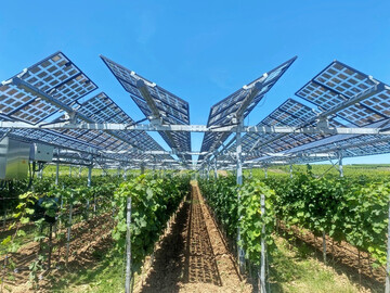 An der Hochschule Geisenheim wird seit 2023 eine hochaufgest�nderte Vitivoltaik-Anlage betrieben. Die semitransparenten, drehbaren Photovoltaikmodule reagieren auf den Lauf der Sonne.