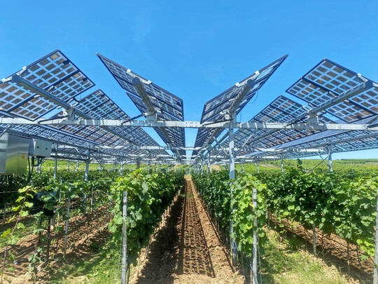 An der Hochschule Geisenheim wird seit 2023 eine hochaufgest�nderte Vitivoltaik-Anlage betrieben. Die semitransparenten, drehbaren Photovoltaikmodule reagieren auf den Lauf der Sonne.