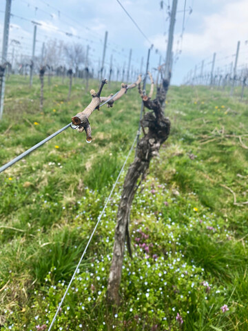 Die Reben haben begonnen zu weinen und die Knospen schwellen.