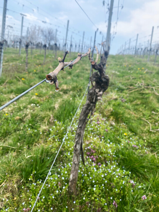 Die Reben haben begonnen zu weinen und die Knospen schwellen.
