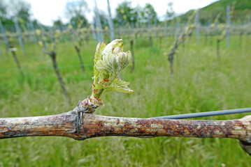 So zeigen sich Oidiumfiguren vom Vorjahr beim Austrieb an einem stark befallenen Rebstock.