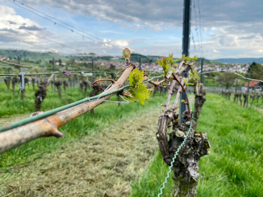 Je nach Sorte, Lage und Anlagenalter reicht der Entwicklungsstand aktuell vom Knospenaufbruch bis hin zum Ein- und Zweiblattstadium.