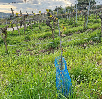 Aufgrund des z�gigen Wachstums kann in vielen Anlagen mit dem ersten Ausbrechen begonnen werden. Priorit�t haben ein- bis zweij�hrige Junganlagen.