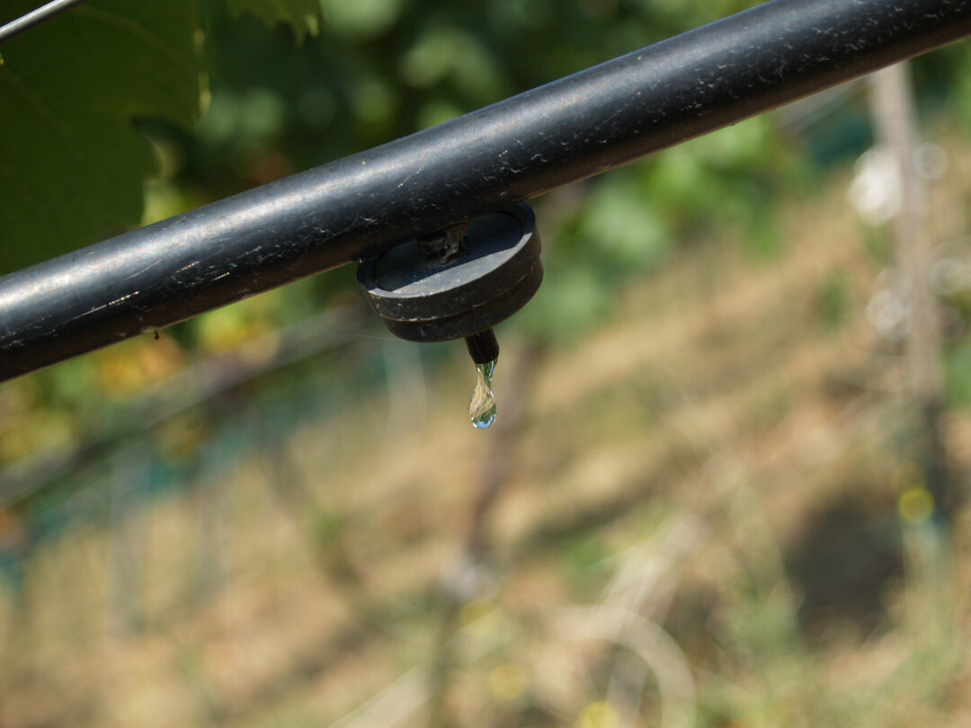 Tropfbewässerung im Weinberg