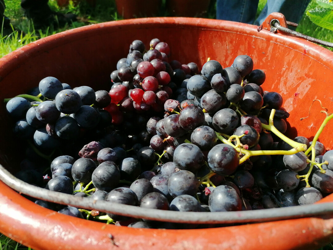 Das Statistische Landesamt Baden-Wrttemberg zieht Bilanz zur Weinmosternte 2023.
