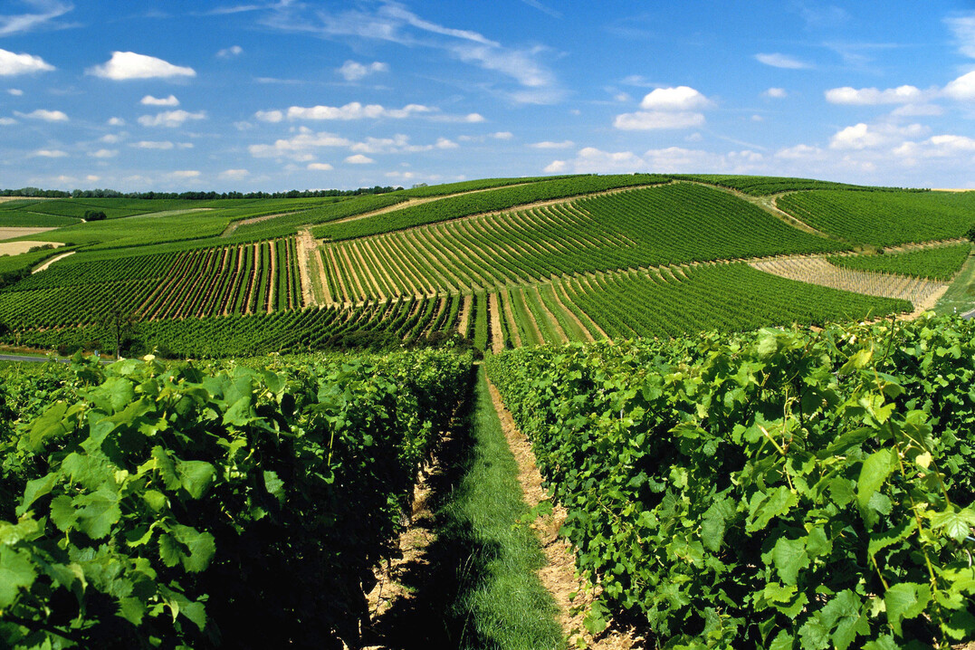 In Rheinhessen wurden 2,4Millionen Hektoliter des gesamten deutschen Weins und Mosts erzeugt. 