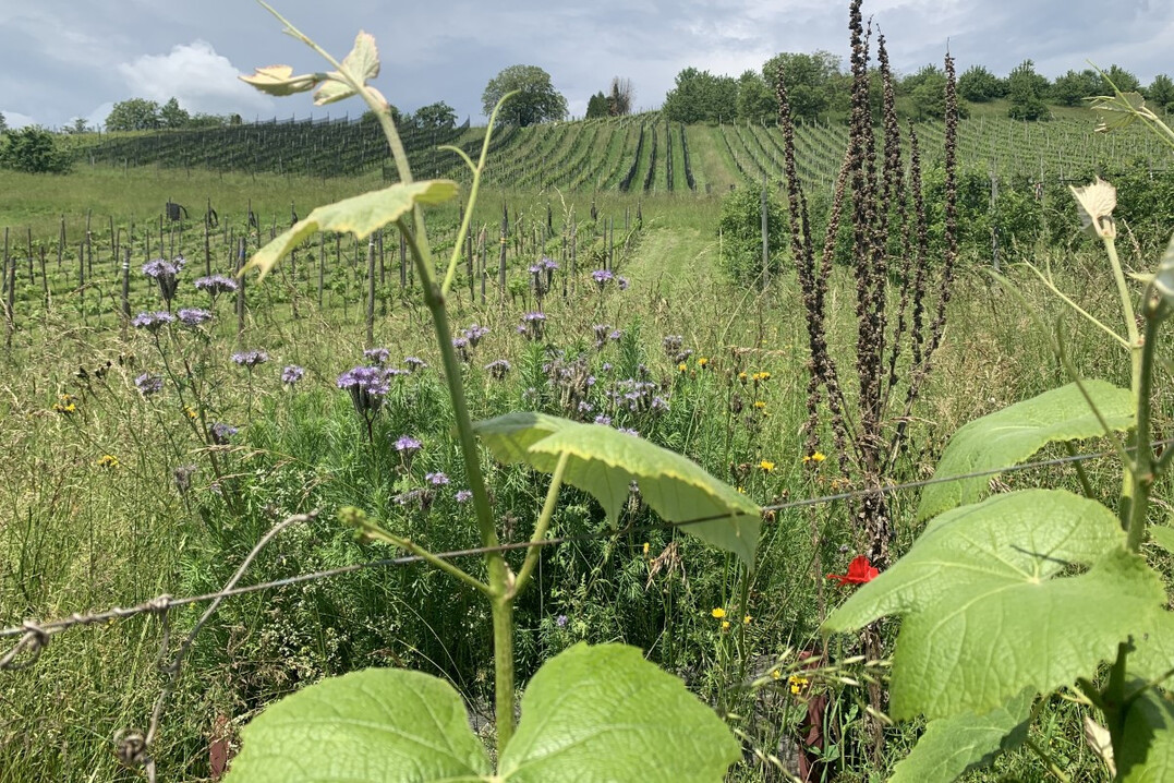 Der Weinbau (hier ein Bild vom Weingut FiBL) steht mit dem Klimawandel vor neuen Herausforderungen. Das zeigte sich auch an der FiBL Bioweinbautagung.