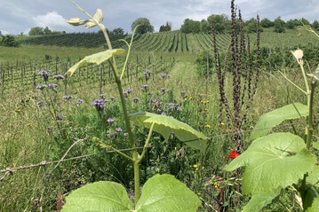 Der Weinbau (hier ein Bild vom Weingut FiBL) steht mit dem Klimawandel vor neuen Herausforderungen. Das zeigte sich auch an der FiBL Bioweinbautagung.