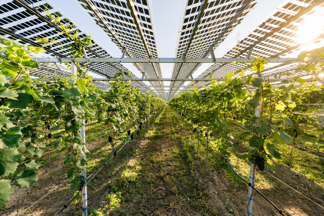 Die Reben sind mit einem Systemgestell berbaut, das mit ber 1600 lichtdurchlssigen Photovoltaikmodulen (PV) belegt ist. 