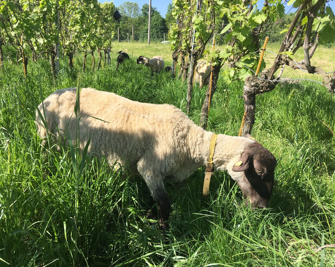 Auch auf Schloss Wackerbarth drfen sich weiterhin die vierbeinigen Helfer in den Weinbergen austoben.