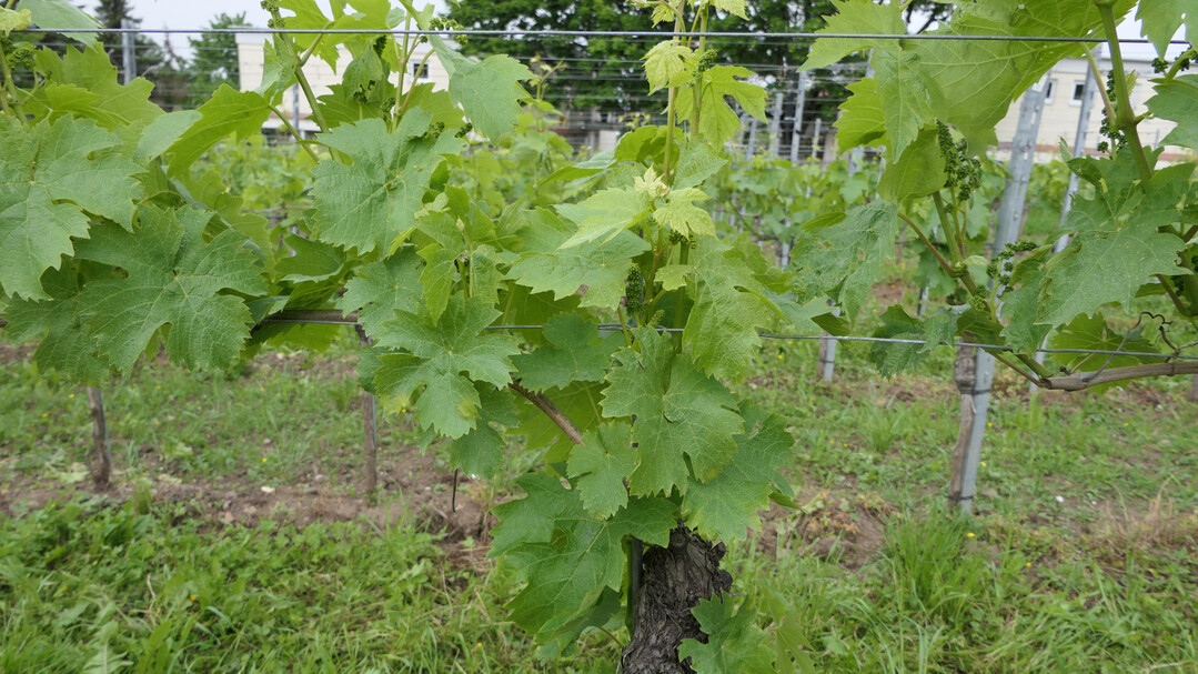 Massiver Peronospora-Befall mit mehr als zehn Ölflecken an einem Rebstock am 24. Mai 2023.