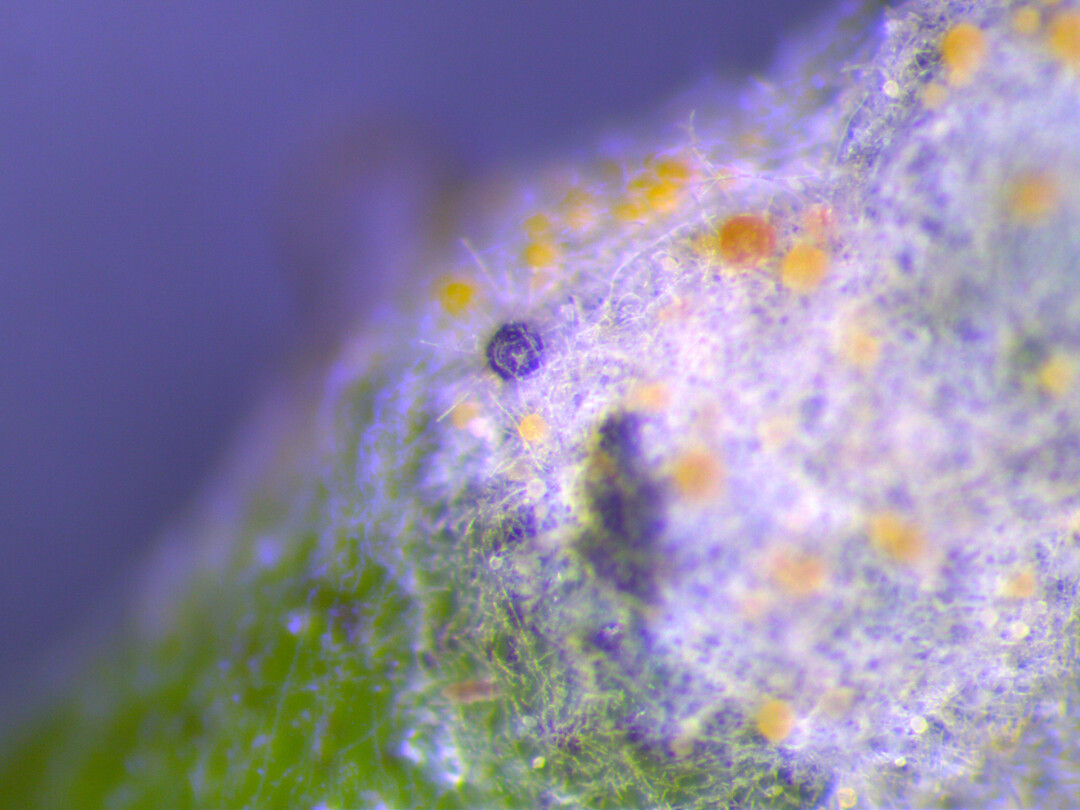 Kleistothecien von Oidium. Der Echte Mehltau wird immer mehr zum Problem im Weinbau.