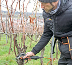 Schnell, sicher und präzise: Christian Medinger testet die neue Pellenc Akku-Rebschere C35.