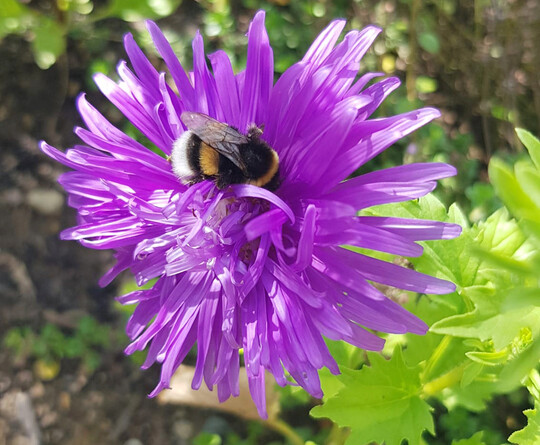 Whrend ihrer Sammelflge knnen Hummeln verschiedene Pflanzenschutzmittel mit dem Nektar und den Pollen aufnehmen. Welche Auswirkungen das auf das Lernverhalten und die Flugaktivitt hat, haben Wissenschaftlerinnen der Uni Wrzburg erforscht.
