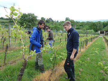 Das Ausbrechen zhlt zu den wichtigsten Arbeiten im Weinberg.