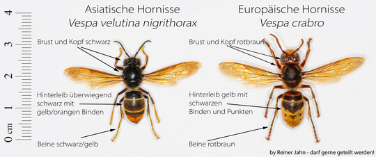 Der Vergleich einer Asiatischen Hornisse mit einer Europischen Hornisse.