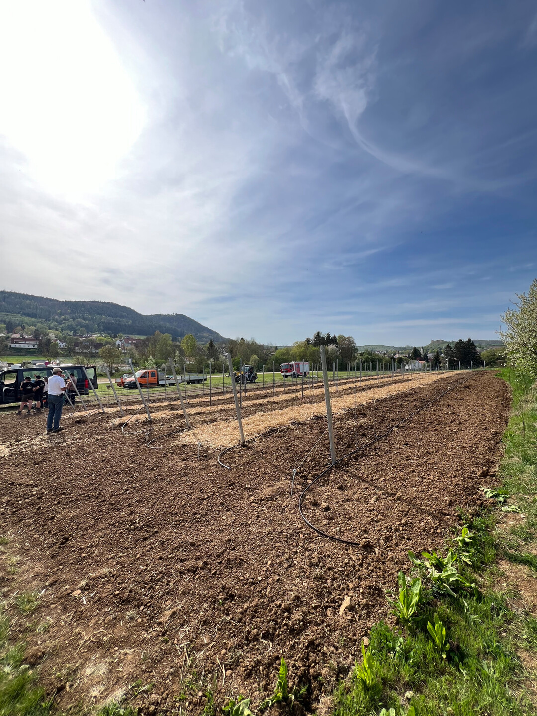 515 Rebstcke der pilzwiderstandsfhigen Rebsorte Calardis Blanc wurden auf 808 m
2
 gepflanzt.