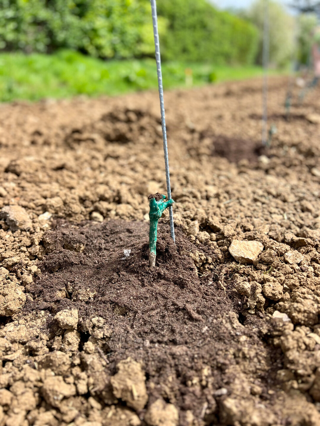 Die Rebsorte Calardis Blanc ist fr das raue Ostalb Klima besonders geeignet. 