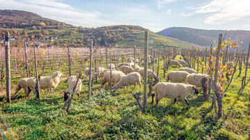 Wie sieht nachhaltiger Weinbau in Baden-Wrttemberg aus? Ein Projekt sucht nach Antworten.