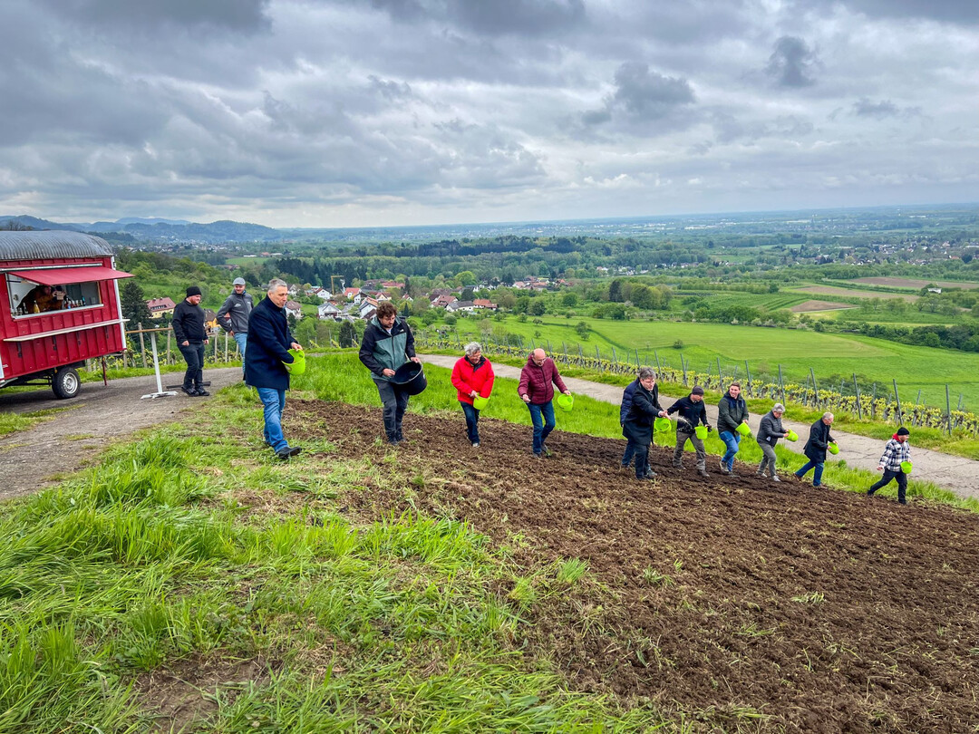 Beim Auftakt des Naturpark-Projekts Blhende Weinberge legte der Naturpark mit der Stadt Bhl und zwei Winzern zwei mehrjhrig blhende Wildblumenwiesen auf einer ehemals brachliegenden Flche in den Weinbergen im Wolfhag bei Bhl-Neusatz an.