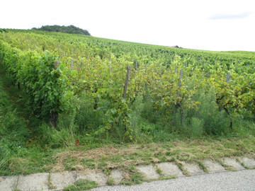 In den Weinbergen sorgen derzeit vermehrt nicht gepflegte Parzellen zu Frust und Mehrarbeit bei den Winzern.