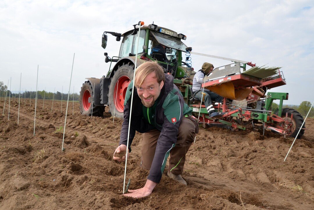 Wackerbarth-Weinbauleiter Till Neumeister hofft, dass der Pinotin auch Spätfrösten standhält und in wenigen Jahren als Cuvéepartner für Rotweine der Basislinie dienen kann.
