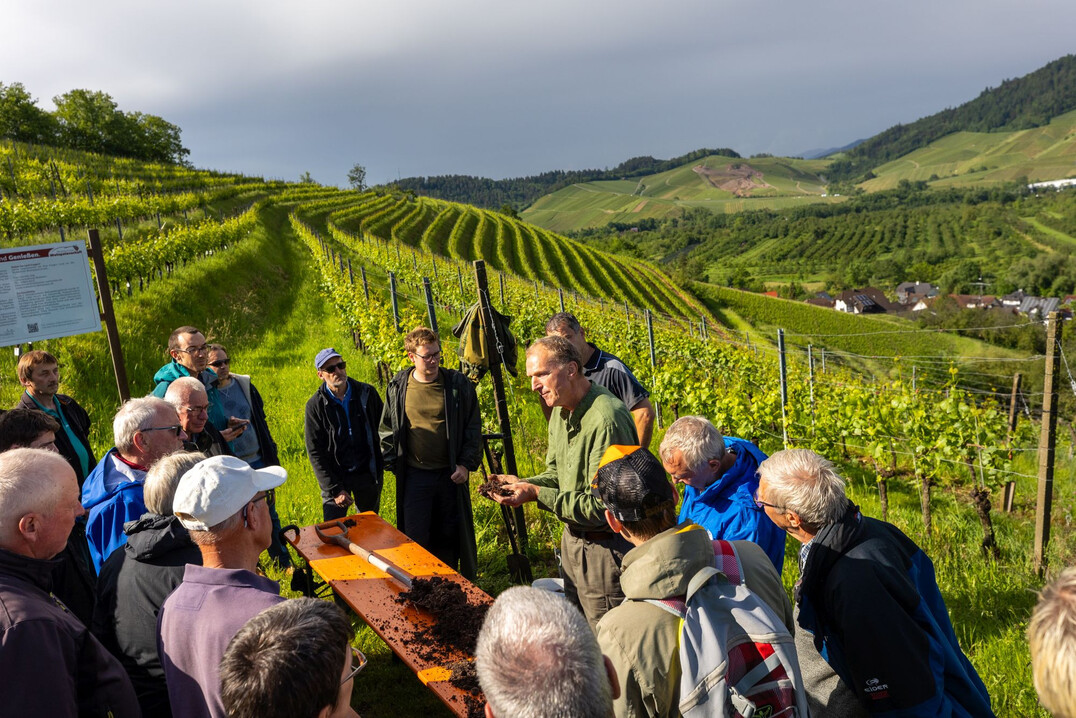 In Theorie und Praxis lernten die Teilnehmer, wie wichtig Humus fr den Weinbergsboden ist.
