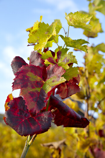 Goldgelbe Vergilbung auf der Rebsorte Gamay, eingerollte Bltter und teilweise oder vollstndige Verfrbungen, Oktober 2015. 