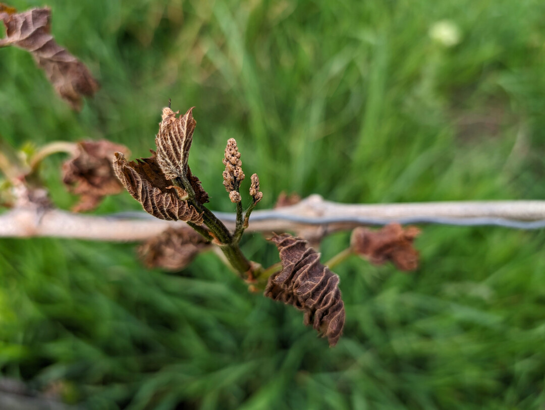 In Bayern wird den Winzern nun ermglicht, die vom Frost im April geschdigten Flchen zu roden.