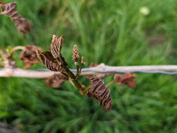In Bayern wird den Winzern nun ermglicht, die vom Frost im April geschdigten Flchen zu roden.
