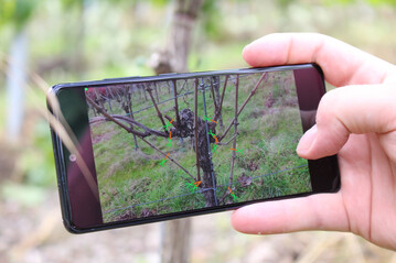 Die KI-Technologie fr einen przisen Rebschnitt auf einem mobilen Endgert via einer Android-App.