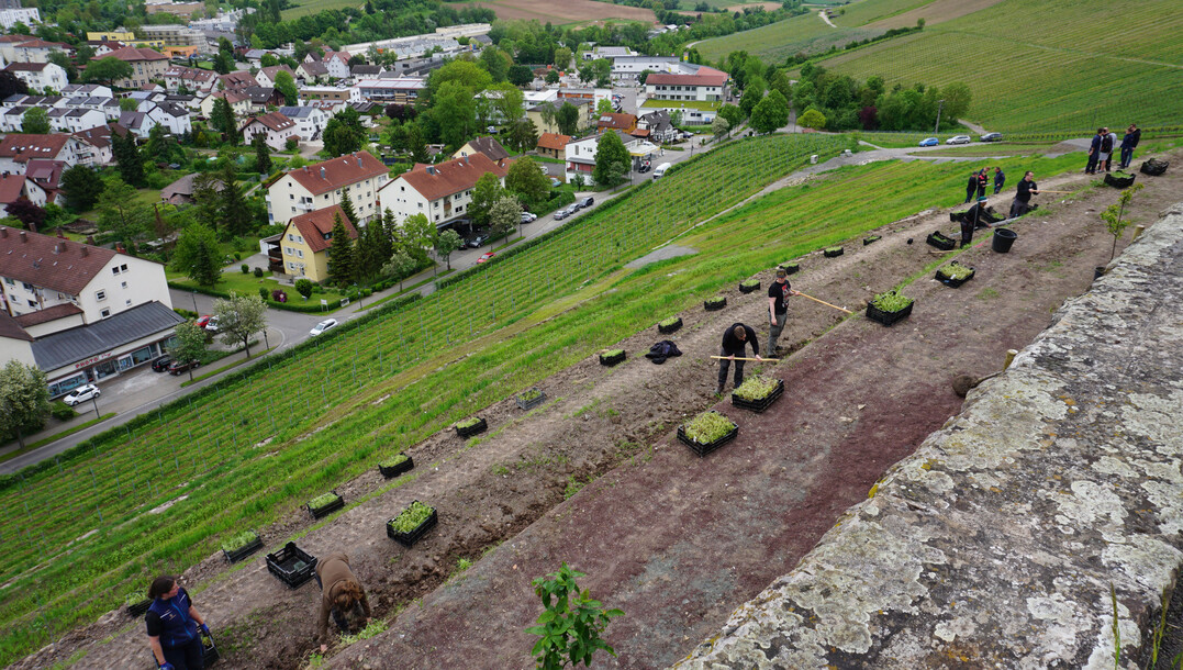 Im Rahmen des vierten Bauabschnitts wurden im Mai 2023 unterhalb der Burg Weibertreu 3200 Staudensetzlinge und 25 weinbergtypische Bume gepflanzt.
