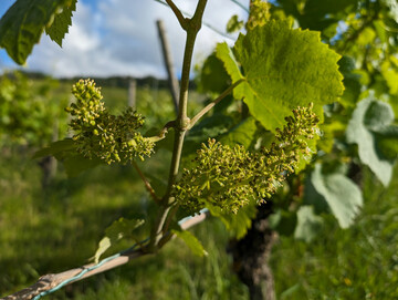 In vielen Anlagen wird die abgehende Weinblte Ende dieser Woche erreicht.