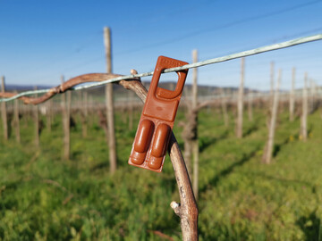 Gemeinsam mit dem Baden-Wrttembergischen Genossenschaftsverband (BWGV) hat der Weinbauverband Wrttemberg zuletzt einen Vorschlag zur Entbrokratisierung des Antragsverfahrens der Pheromonfrderung eingebracht. 