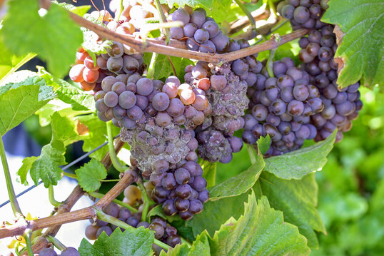 Wenns blöd läuft, kann Botrytis zum echten Problem werden.