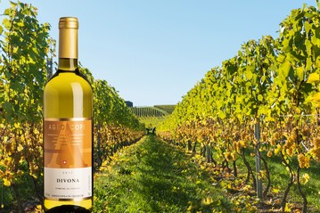 Divona ist eine frhreife Rebsorte, die aus einer Kreuzung der Sorten Gamaret und Bronner entstanden ist. Von der Sorte Bronner hat sie die hohe Resistenz gegenber dem Echten und dem Falschen Mehltau geerbt.