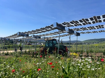 Viticult schtzt Jungreben vor bermiger Sonne und Trockenheit, und soll den Anwuchserfolg angesichts des Klimawandels verbessern.