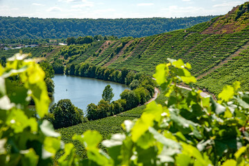 Die Steillagen-App Echt. Schn. Schrg des Landratsamts Ludwigsburg konnte sich einen der Weintourismuspreise sichern. Hier im Bild: Die Steillagen in Mundelsheim. 