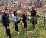 Bei Ihrem Antrittsbesuch in Saale-Unstrut stand neben zahlreichen Betriebsbesichtigungen auch das Setzen einer Ehrenrebe für die Deutsche Weinkönigin Carolin Klöckner (Mitte) und ihre beiden Weinprinzessinnen Inga Storck (l.) und Klara Zehnder (r.) auf dem Programm. Die Rebe fand ihren Platz auf dem Schlifterweinberg in Freyburg.