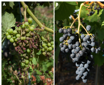 Anbau ohne Pflanzenschutzmittel. A. Chasselas mit ausgeprgten Symptomen einer Infektion mit Falschem Mehltau. B. Divico ganz ohne Symptome. 