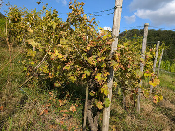 Ein verwilderter Weinberg. 