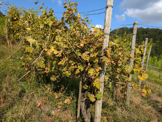Ein verwilderter Weinberg. 
