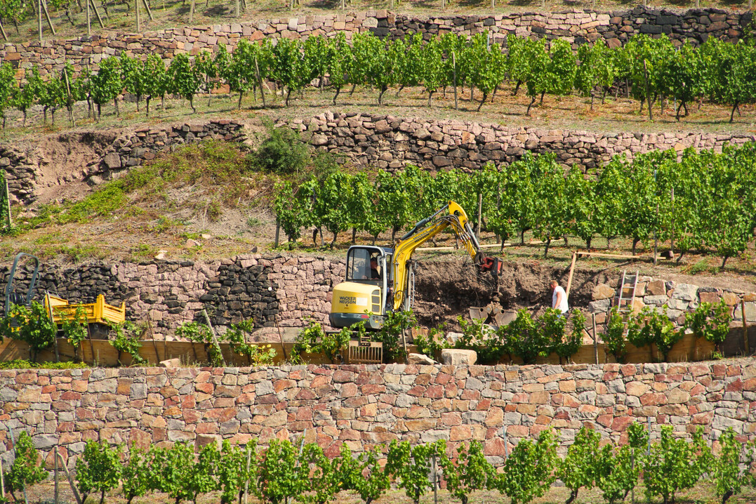 Die Erneuerung der Trockenmauern in den Weinbergen von Schloss Wackerbarth ist in vollem Gange und wird noch einige Jahre andauern. 