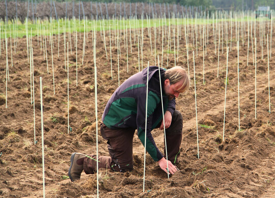 Die Radebeuler Winzer stellen ihre Flchen auf marktfhige Rebsorten, wie hier Weinbauleiter Till Neumeister vom Schloss Wackerbarth.